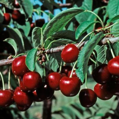 Photo of Stella Sweet Cherry Tree