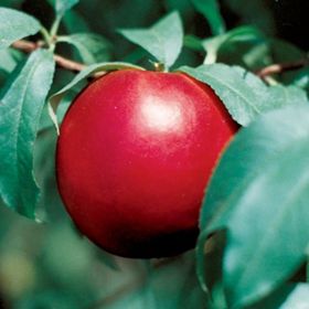 Photo of Stark® Crimson Snow™ Nectarine Tree