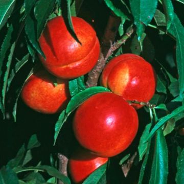 Photo of Stark® SunGlo Nectarine Tree