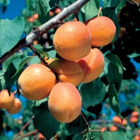 Photo of Goldcot Apricot Tree
