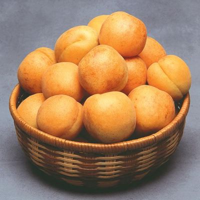 Photo of Flavor Delight Aprium® Tree