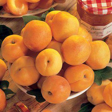 Photo of Stark® SweetHeart™ Apricot Tree