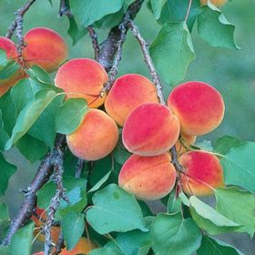 Photo of Wilson Delicious Apricot Tree