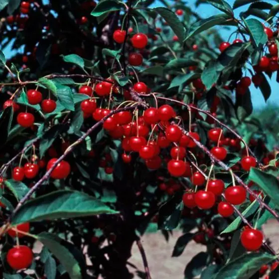 Photo of Stark® Montmorency Sour Cherry Tree