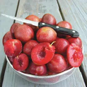 Photo of Starking® Delicious™ Plum Tree