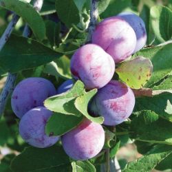 Photo of Damson Plum Tree