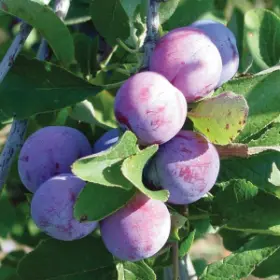 Photo of Damson Plum Tree