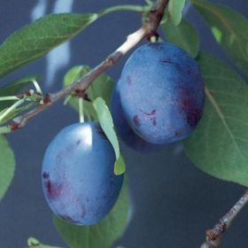 Photo of Earliblue Prune-Plum Tree