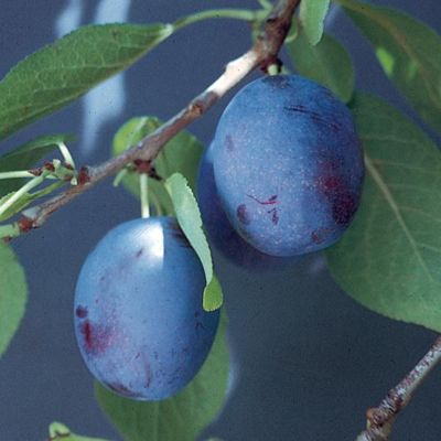 Photo of Earliblue Prune-Plum Tree