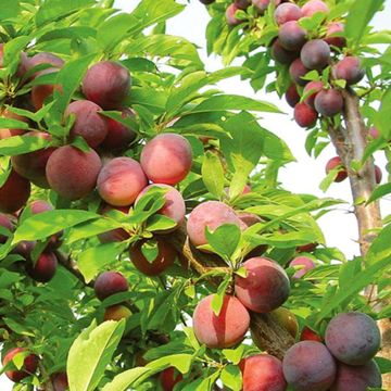 Photo of Methley Plum Tree