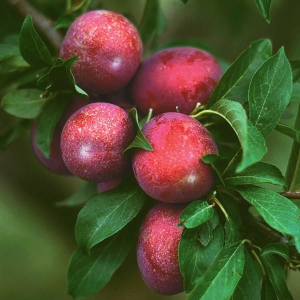 Photo of Ozark Premier Plum Tree