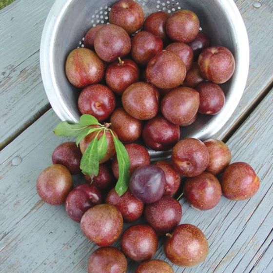 Photo of Redheart Plum Tree