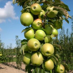 Yellow Delicious Apple Tree – Green Thumbs Garden