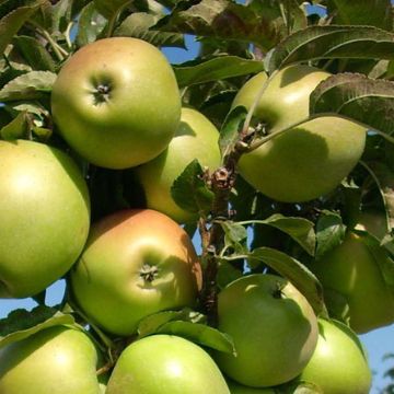 Photo of Blushing Delight™ Urban™ Apple Tree