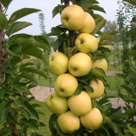 Photo of Golden Treat™ Urban™ Apple Tree