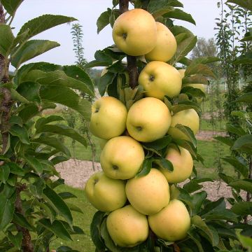 Photo of Golden Treat™ Urban™ Apple Tree