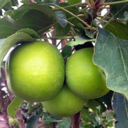 Photo of Tangy Green™ Urban™ Apple