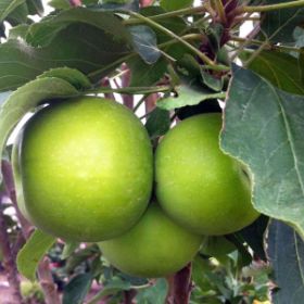 Photo of Tangy Green™ Urban™ Apple Tree