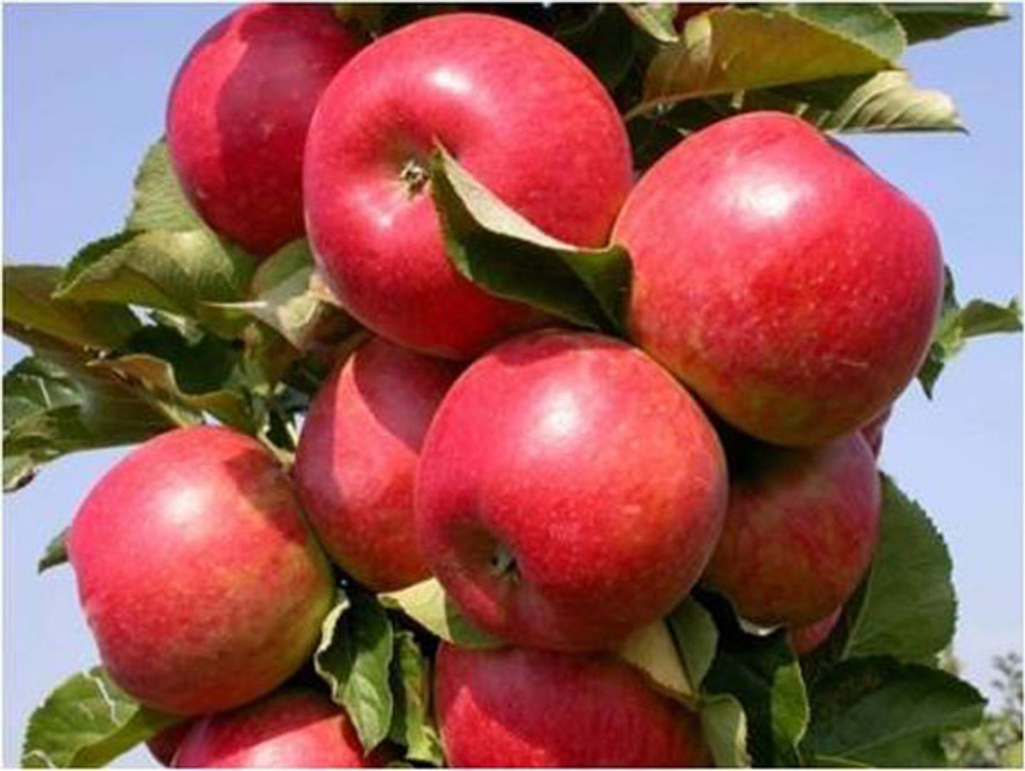 Tasty Red™ Urban™ Apple Tree - Stark Bro's