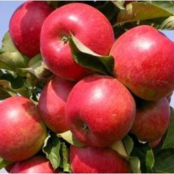 Photo of Tasty Red™ Urban™ Apple