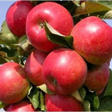 Photo of Tasty Red™ Urban™ Apple Tree