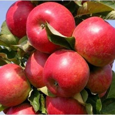 Photo of Tasty Red™ Urban™ Apple Tree