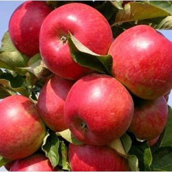 Tasty Red Urban Apple - Pollinator Pack: Apple Tasty Red/Golden Treat