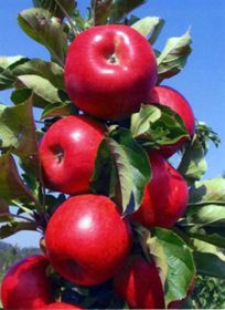 Photo of Tasty Red™ Urban™ Apple Tree