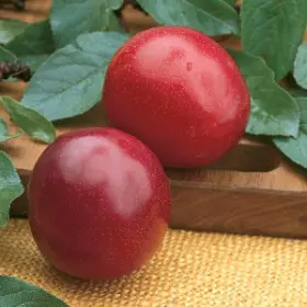Photo of Santa Rosa Plum Tree