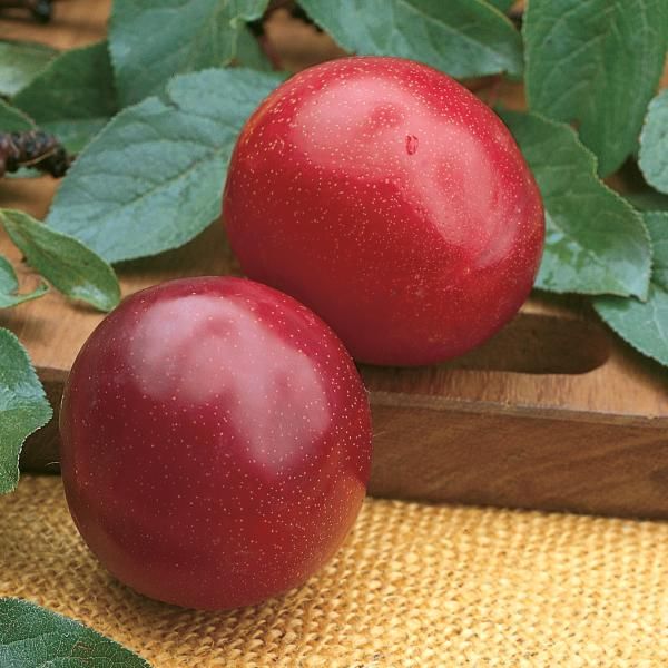 Organic Santa Rosa Plums  Pre-Order – Frog Hollow Farm