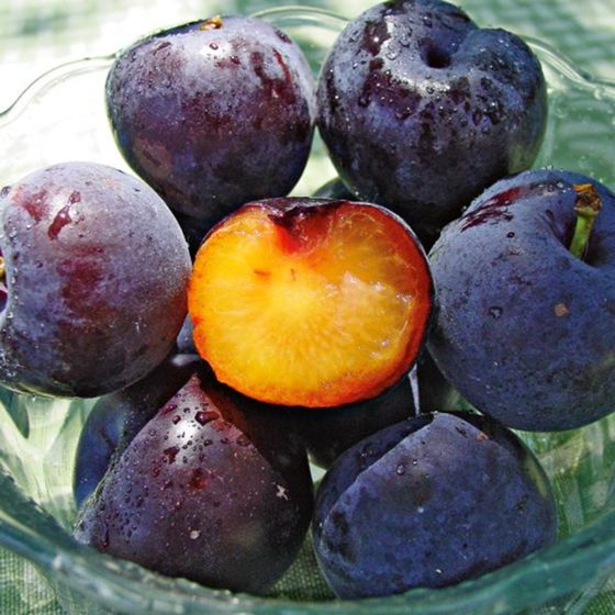 Photo of Spring Satin Plumcot Tree