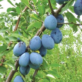 Photo of Stanley Prune-Plum Tree
