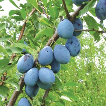 Photo of Stanley Prune-Plum Tree