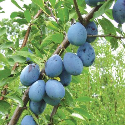 Photo of Stanley Prune-Plum Tree