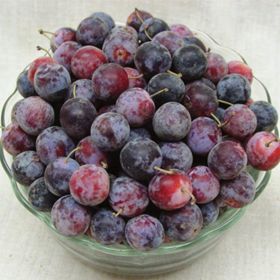 Photo of Stark® Beach Plum Tree