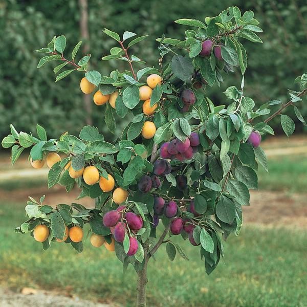 Stark® Custom Graft® 2N1 Plum Tree Stark Bro’s