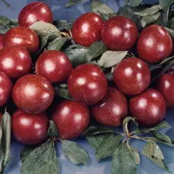 Photo of Superior Plum Tree