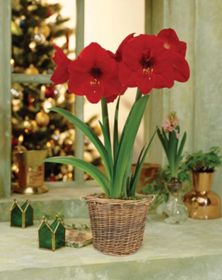 Photo of Red Lion Amaryllis Bulb