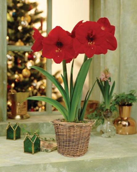 Photo of Red Lion Amaryllis Bulb