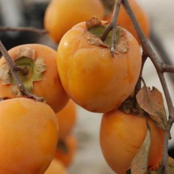 Asian Persimmon Trees