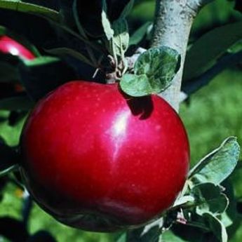 McIntosh Apple Trees