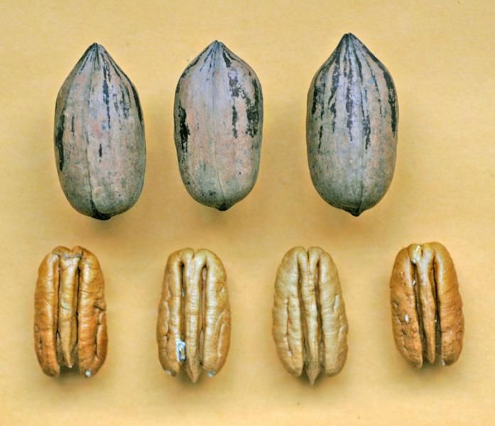 Pecan Identification Chart