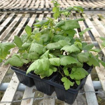 Hybrid Berry Plants