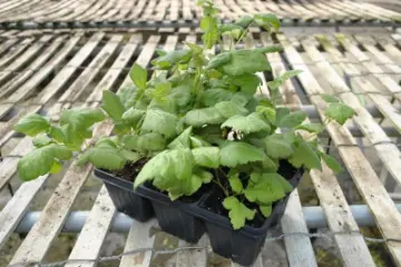 Hybrid Berry Plants