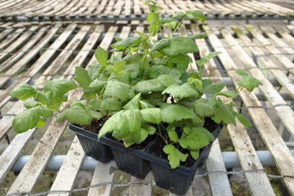 Hybrid Berry Plants