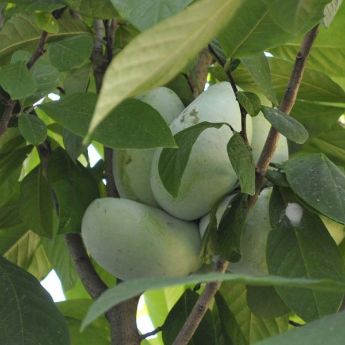 Pawpaw Trees