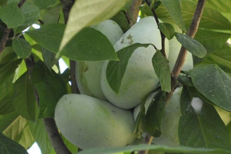 Pawpaw Trees