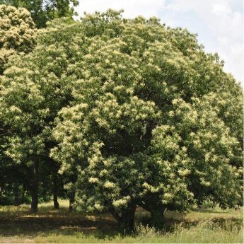 Chestnut Trees