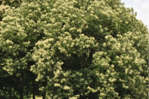 Chestnut Trees