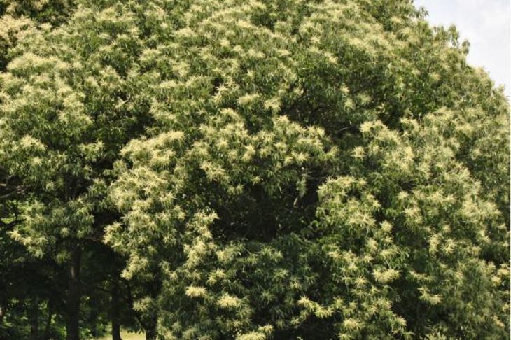 Chestnut Trees